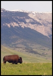 Montana_Livestock.jpg