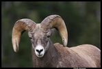 Bighorn_Sheep.jpg