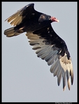 Vulture.jpg
